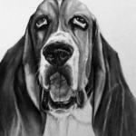 "BASSET HOUND" 